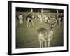 Stag with Herd of Deer in Phoenix Park, Dublin, Republic of Ireland, Europe-Ian Egner-Framed Photographic Print