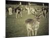 Stag with Herd of Deer in Phoenix Park, Dublin, Republic of Ireland, Europe-Ian Egner-Mounted Photographic Print