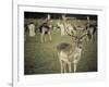 Stag with Herd of Deer in Phoenix Park, Dublin, Republic of Ireland, Europe-Ian Egner-Framed Photographic Print