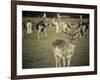 Stag with Herd of Deer in Phoenix Park, Dublin, Republic of Ireland, Europe-Ian Egner-Framed Photographic Print