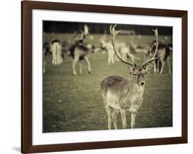 Stag with Herd of Deer in Phoenix Park, Dublin, Republic of Ireland, Europe-Ian Egner-Framed Photographic Print