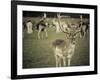 Stag with Herd of Deer in Phoenix Park, Dublin, Republic of Ireland, Europe-Ian Egner-Framed Photographic Print