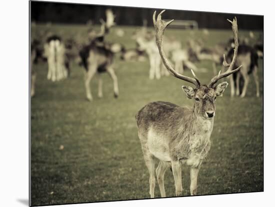 Stag with Herd of Deer in Phoenix Park, Dublin, Republic of Ireland, Europe-Ian Egner-Mounted Photographic Print