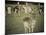 Stag with Herd of Deer in Phoenix Park, Dublin, Republic of Ireland, Europe-Ian Egner-Mounted Photographic Print