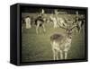Stag with Herd of Deer in Phoenix Park, Dublin, Republic of Ireland, Europe-Ian Egner-Framed Stretched Canvas