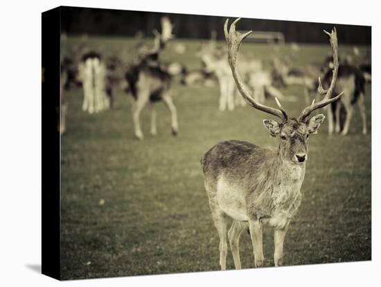 Stag with Herd of Deer in Phoenix Park, Dublin, Republic of Ireland, Europe-Ian Egner-Stretched Canvas