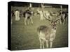 Stag with Herd of Deer in Phoenix Park, Dublin, Republic of Ireland, Europe-Ian Egner-Stretched Canvas