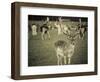 Stag with Herd of Deer in Phoenix Park, Dublin, Republic of Ireland, Europe-Ian Egner-Framed Photographic Print