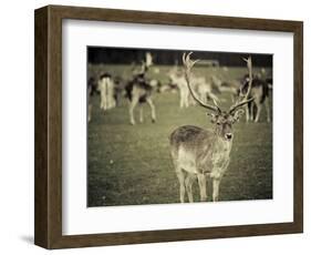 Stag with Herd of Deer in Phoenix Park, Dublin, Republic of Ireland, Europe-Ian Egner-Framed Photographic Print