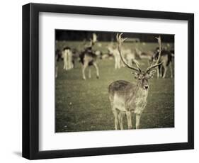 Stag with Herd of Deer in Phoenix Park, Dublin, Republic of Ireland, Europe-Ian Egner-Framed Photographic Print