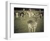 Stag with Herd of Deer in Phoenix Park, Dublin, Republic of Ireland, Europe-Ian Egner-Framed Photographic Print