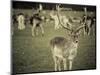 Stag with Herd of Deer in Phoenix Park, Dublin, Republic of Ireland, Europe-Ian Egner-Mounted Photographic Print