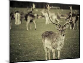 Stag with Herd of Deer in Phoenix Park, Dublin, Republic of Ireland, Europe-Ian Egner-Mounted Photographic Print