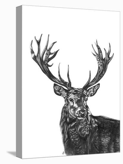 Stag-null-Stretched Canvas