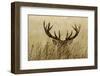 Stag-piotradamski-Framed Photographic Print