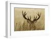 Stag-piotradamski-Framed Photographic Print