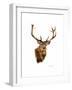 Stag-Sarah Stribbling-Framed Art Print