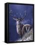 Stag-Jeremy Paul-Framed Stretched Canvas
