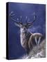 Stag-Jeremy Paul-Stretched Canvas