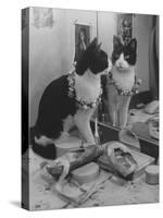 Stage Cat-Godfrey Thurston Hopkins-Stretched Canvas