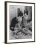 Stage Cat-Godfrey Thurston Hopkins-Framed Photographic Print