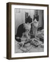 Stage Cat-Godfrey Thurston Hopkins-Framed Photographic Print