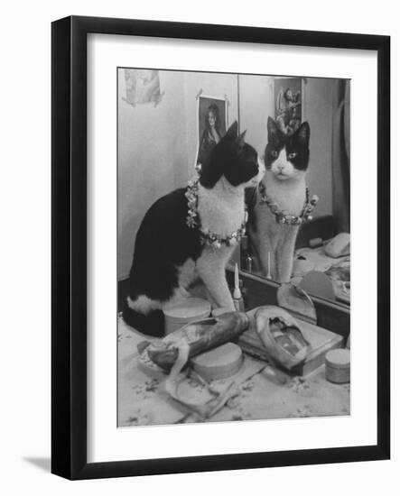 Stage Cat-Godfrey Thurston Hopkins-Framed Photographic Print