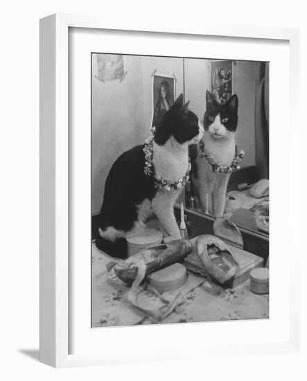 Stage Cat-Godfrey Thurston Hopkins-Framed Photographic Print
