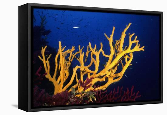 Stagehorn Sponges-null-Framed Stretched Canvas