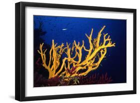 Stagehorn Sponges-null-Framed Premium Photographic Print