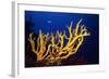 Stagehorn Sponges-null-Framed Photographic Print