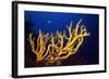 Stagehorn Sponges-null-Framed Photographic Print
