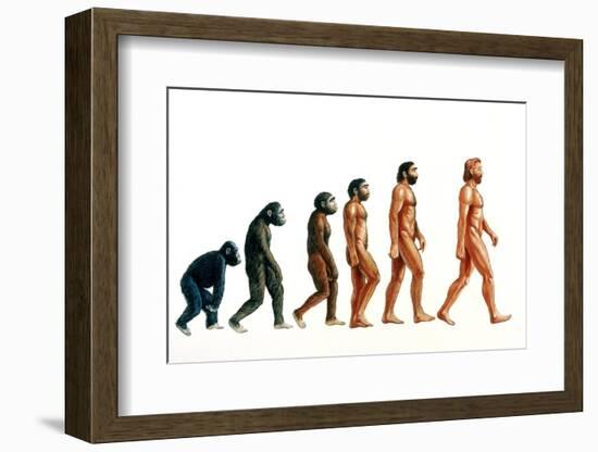 Stages In Human Evolution-David Gifford-Framed Photographic Print