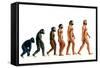 Stages In Human Evolution-David Gifford-Framed Stretched Canvas