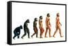 Stages In Human Evolution-David Gifford-Framed Stretched Canvas