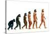 Stages In Human Evolution-David Gifford-Stretched Canvas