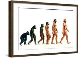 Stages In Human Evolution-David Gifford-Framed Photographic Print