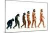 Stages In Human Evolution-David Gifford-Mounted Photographic Print