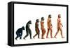 Stages In Human Evolution-David Gifford-Framed Stretched Canvas