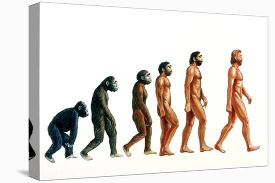 Stages In Human Evolution-David Gifford-Stretched Canvas