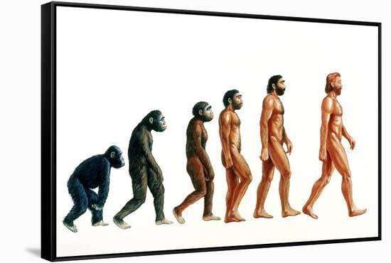 Stages In Human Evolution-David Gifford-Framed Stretched Canvas