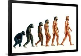 Stages In Human Evolution-David Gifford-Framed Photographic Print