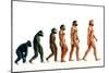 Stages In Human Evolution-David Gifford-Mounted Photographic Print