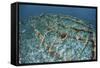 Staghorn Corals are Being Grown Off Turneffe Atoll in Belize-Stocktrek Images-Framed Stretched Canvas