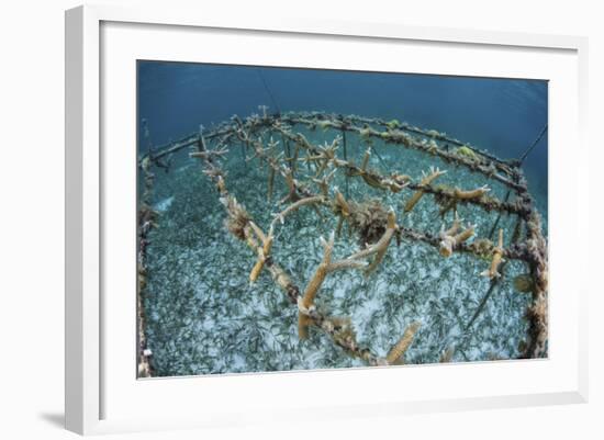 Staghorn Corals are Being Grown Off Turneffe Atoll in Belize-Stocktrek Images-Framed Photographic Print