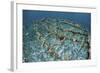 Staghorn Corals are Being Grown Off Turneffe Atoll in Belize-Stocktrek Images-Framed Photographic Print