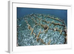 Staghorn Corals are Being Grown Off Turneffe Atoll in Belize-Stocktrek Images-Framed Photographic Print