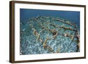 Staghorn Corals are Being Grown Off Turneffe Atoll in Belize-Stocktrek Images-Framed Photographic Print