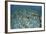 Staghorn Corals are Being Grown Off Turneffe Atoll in Belize-Stocktrek Images-Framed Photographic Print