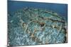 Staghorn Corals are Being Grown Off Turneffe Atoll in Belize-Stocktrek Images-Mounted Photographic Print